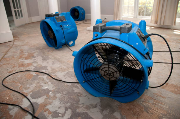 Best Mold removal after water damage  in Los Molinos, CA