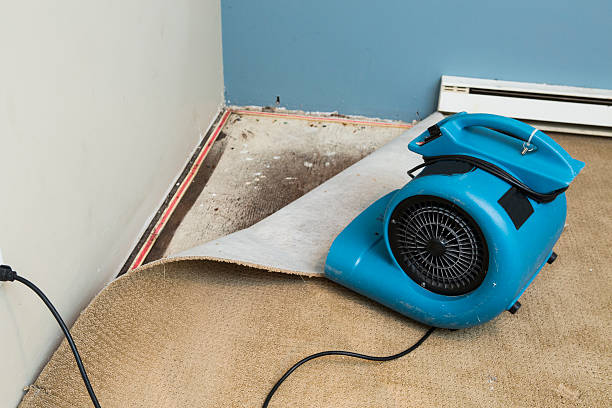 Best Professional water damage repair  in Los Molinos, CA